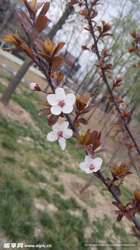 迎春花