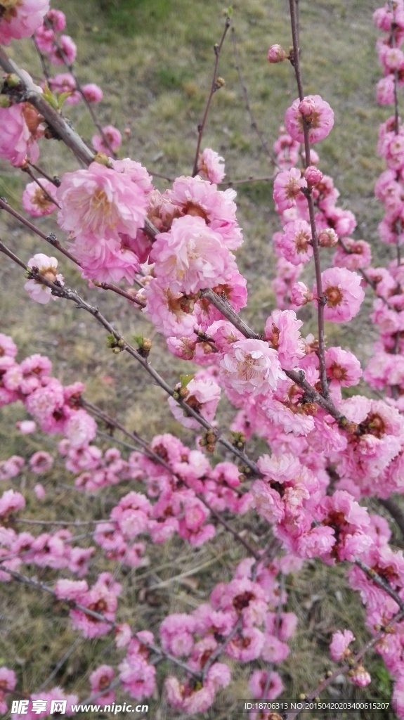 桃花