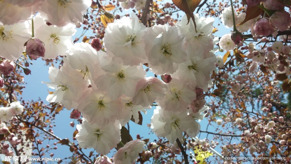 樱花