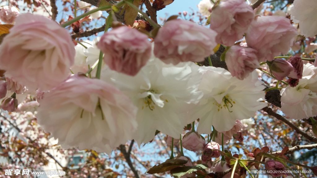 樱花