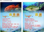 东星斑  苏眉  鱼简介