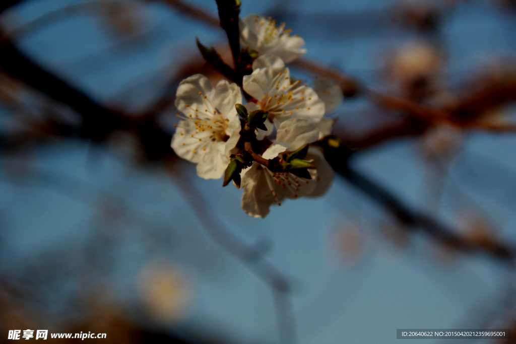 桃花