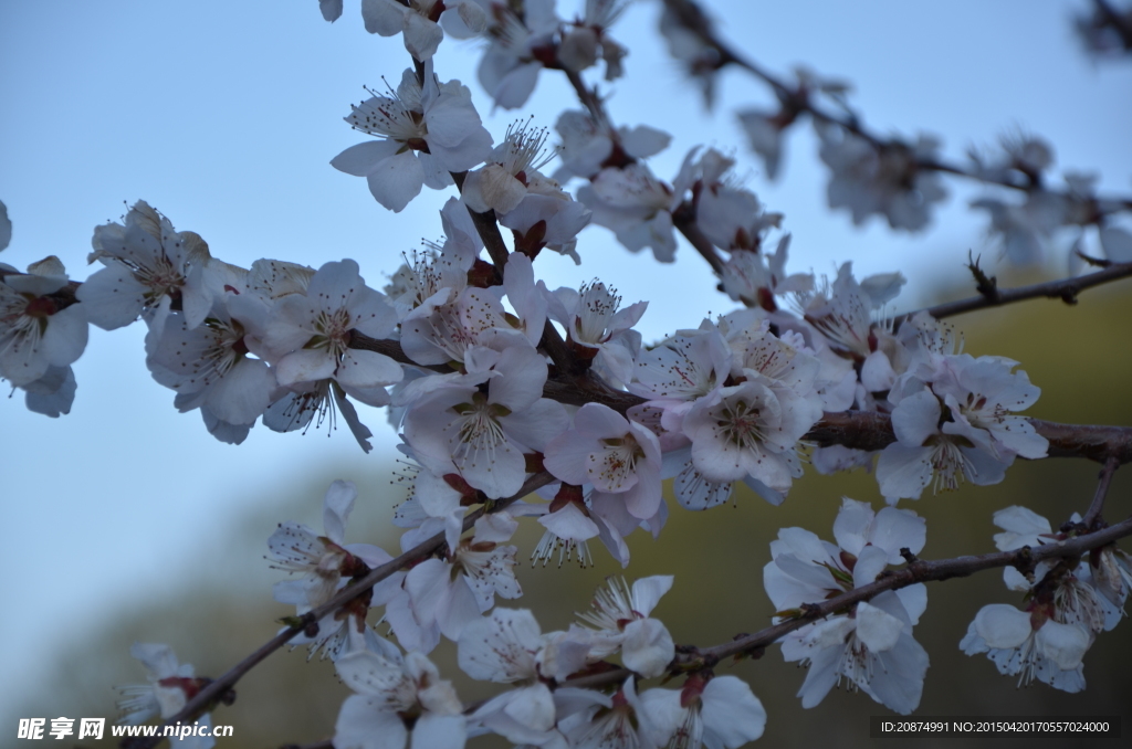 桃花