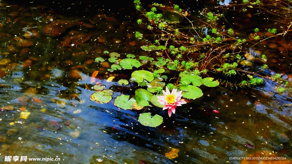莲花