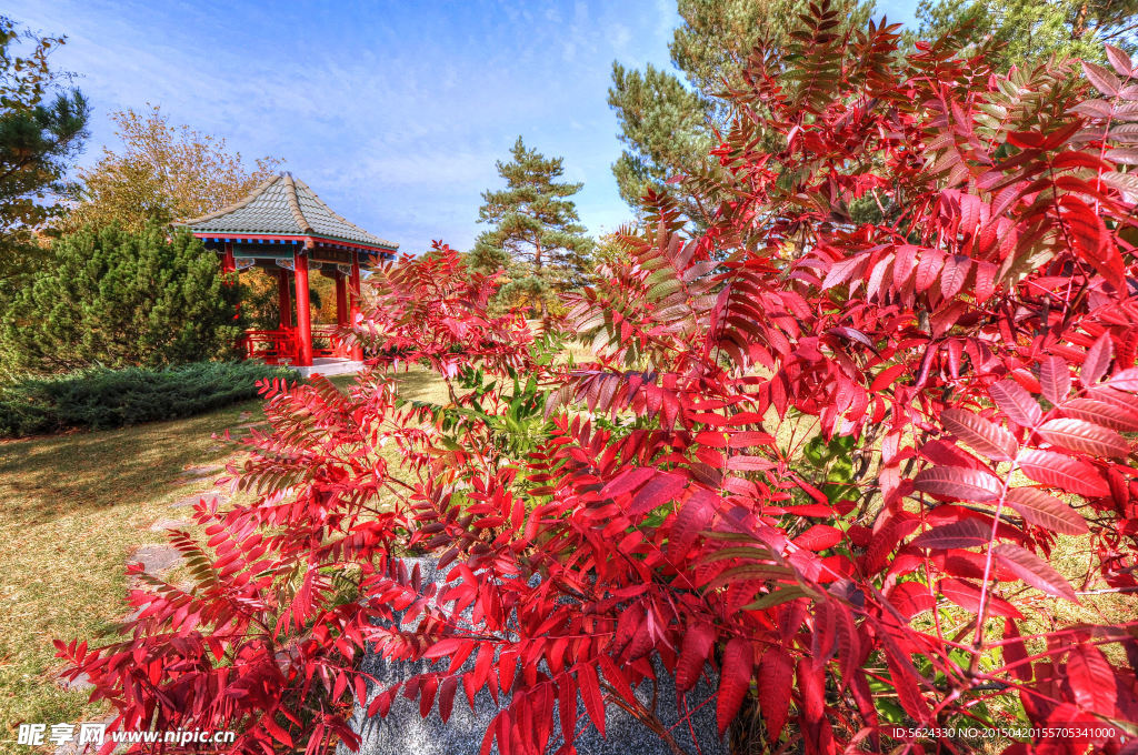 红叶 庭院