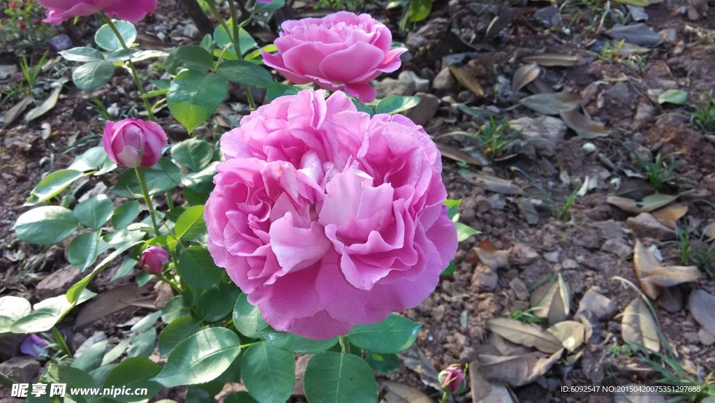 月季花