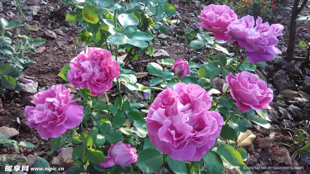 月季花