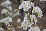 李花