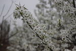 李花