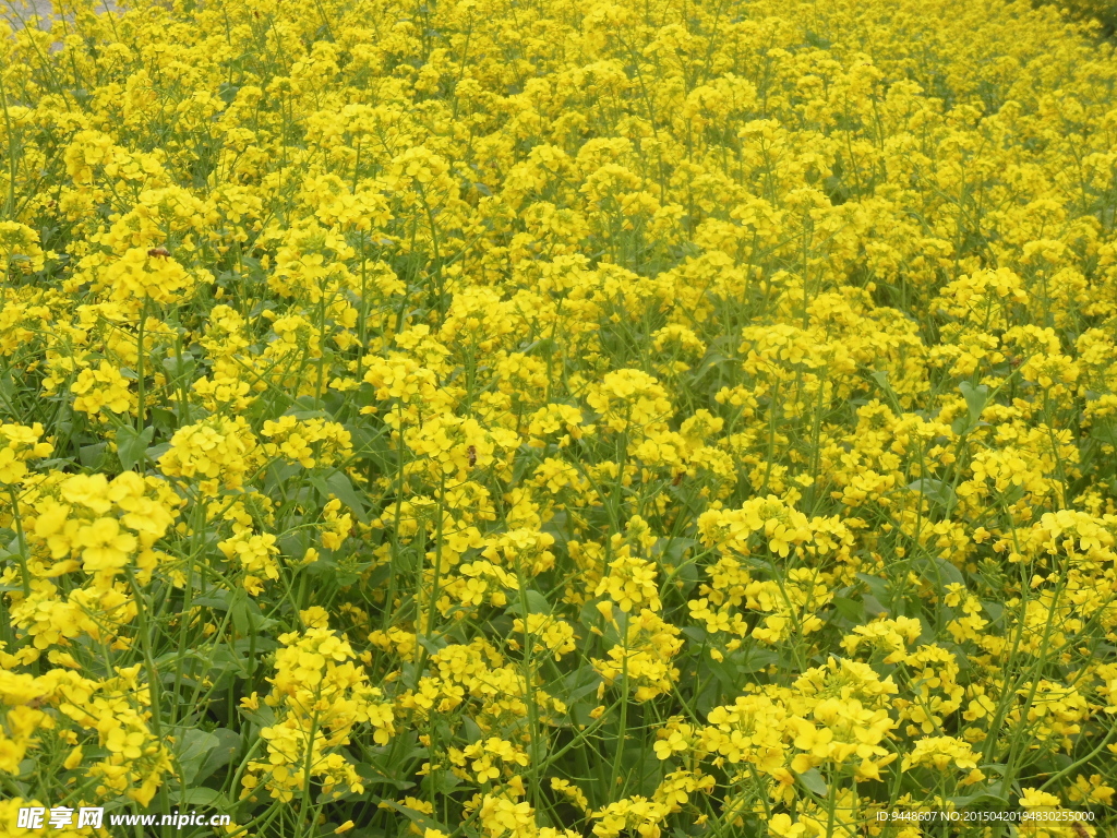 油菜花