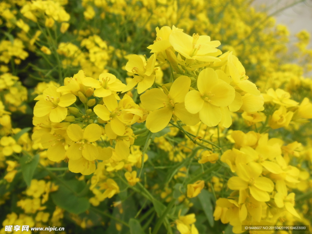 油菜花