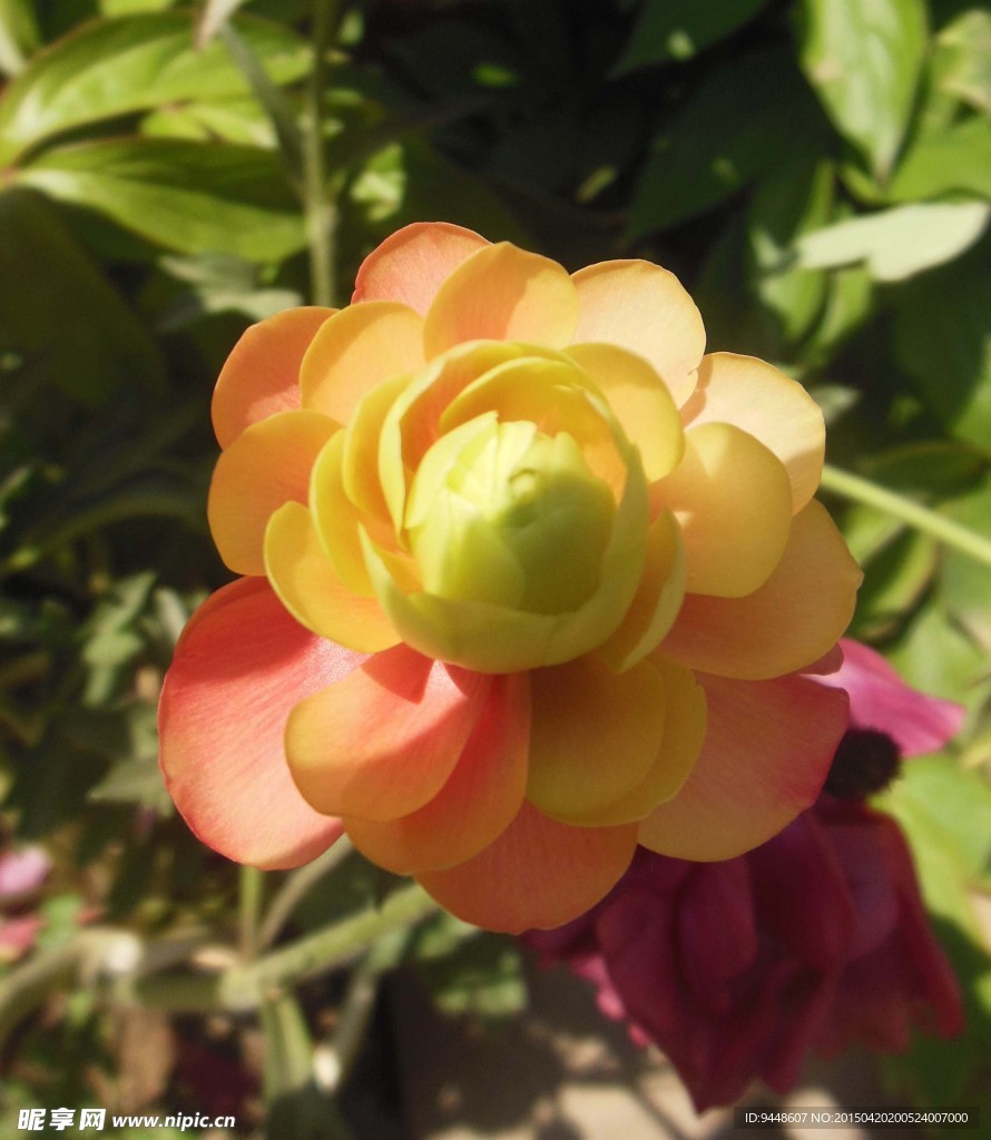 芹叶牡丹