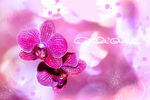 梦幻兰花