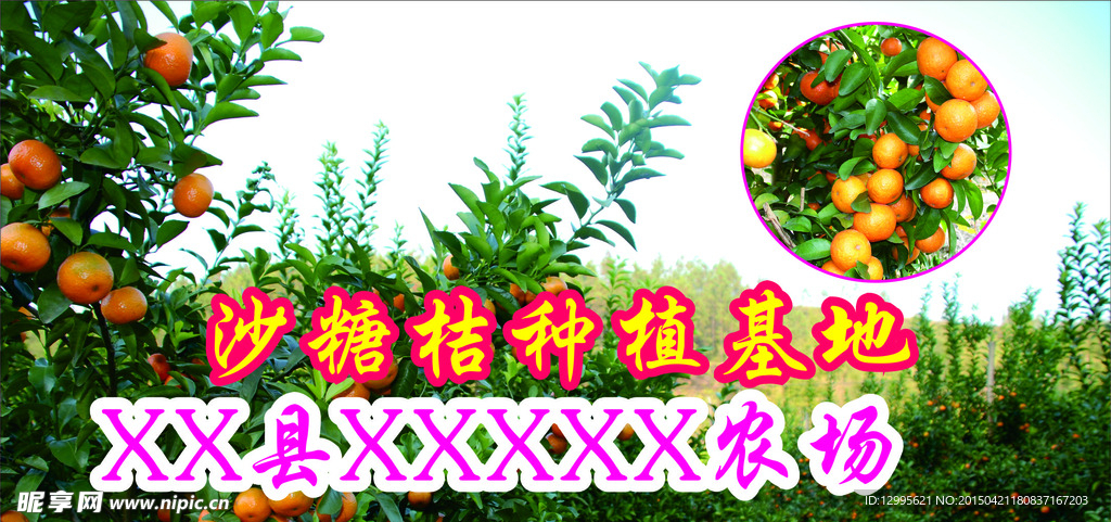 砂糖桔
