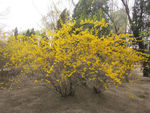 黄花