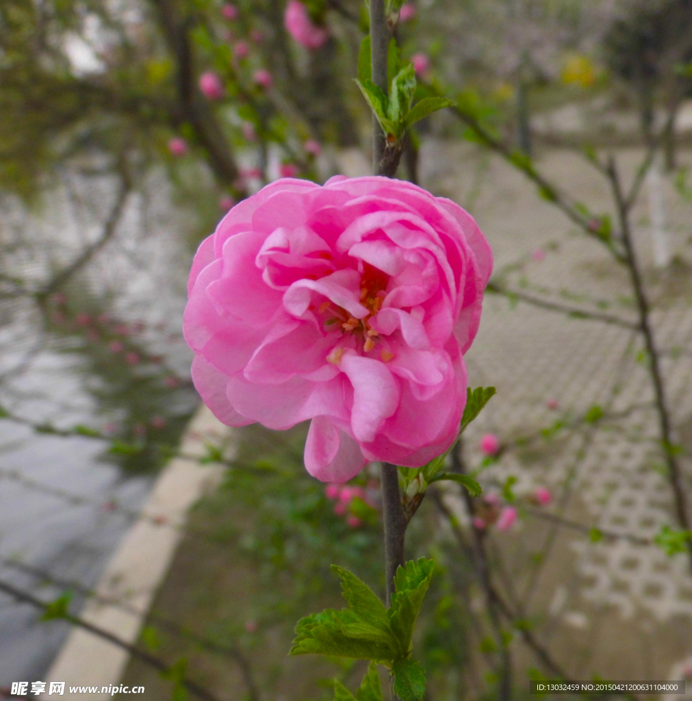 花