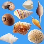 蜗牛贝壳