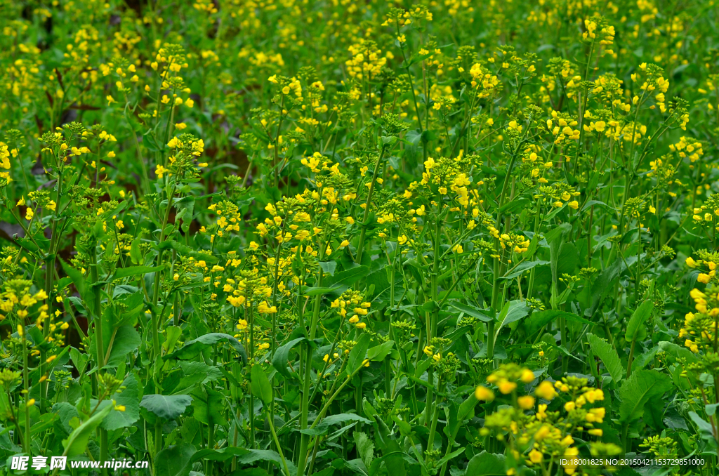 油菜