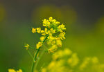 油菜