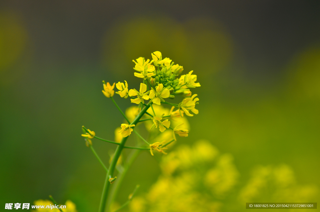 油菜