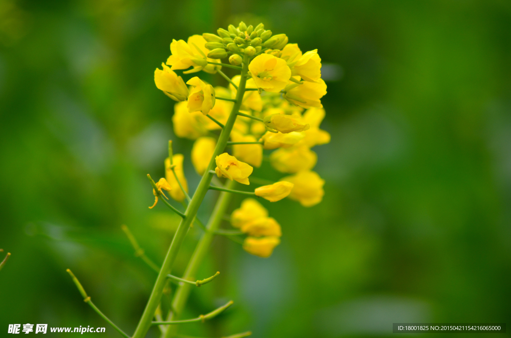 油菜花