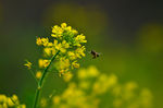 油菜花