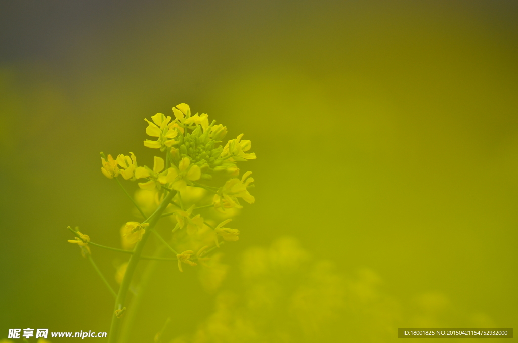 油菜花