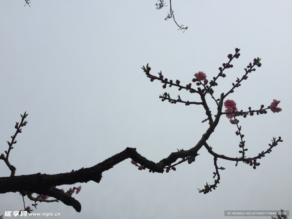 桃花枝