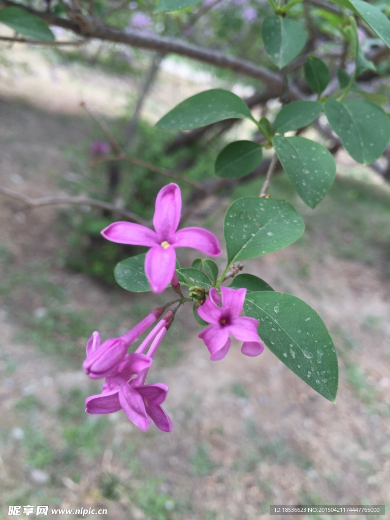 丁香