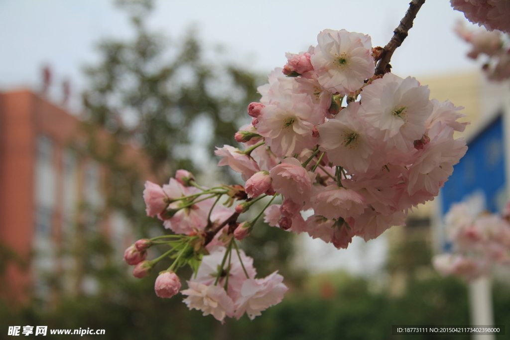 樱花