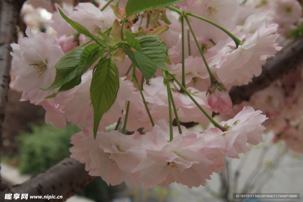 樱花