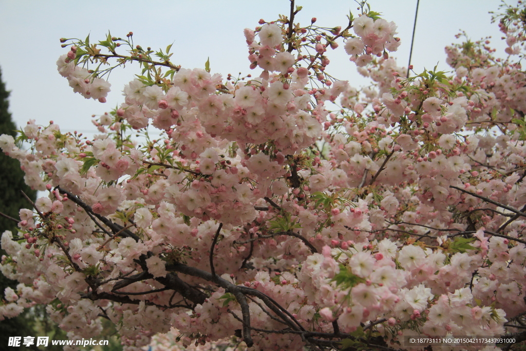 樱花