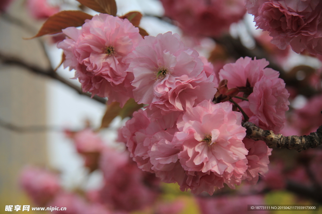 樱花