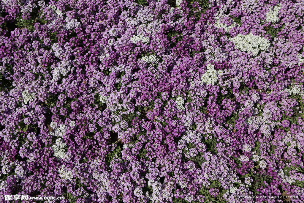 花草素材