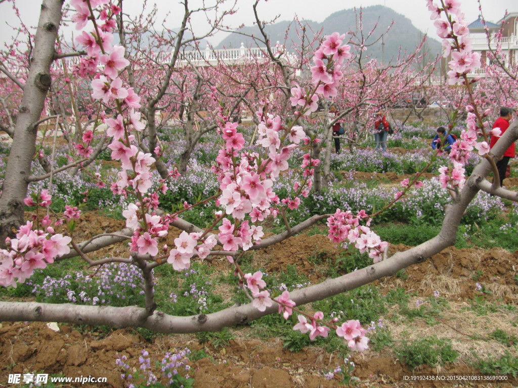 桃花