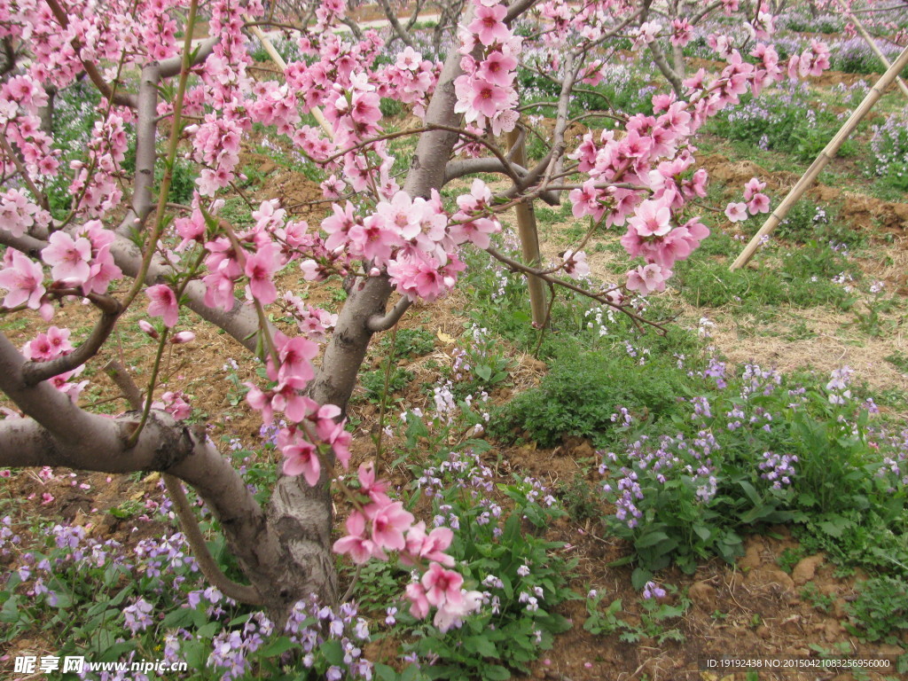 桃花