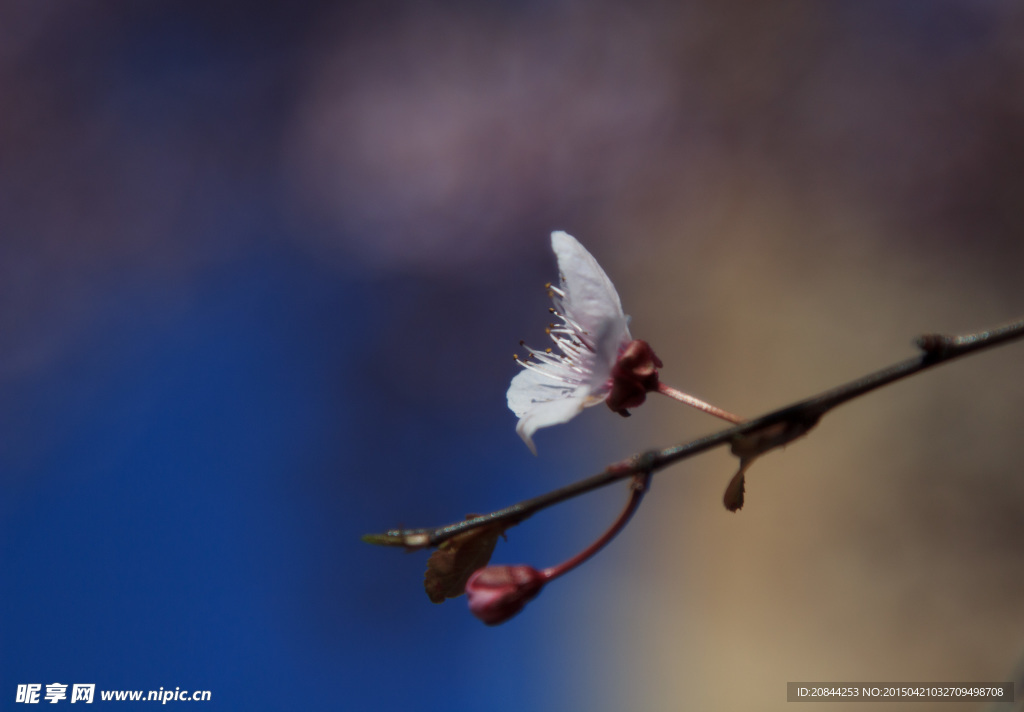 小花