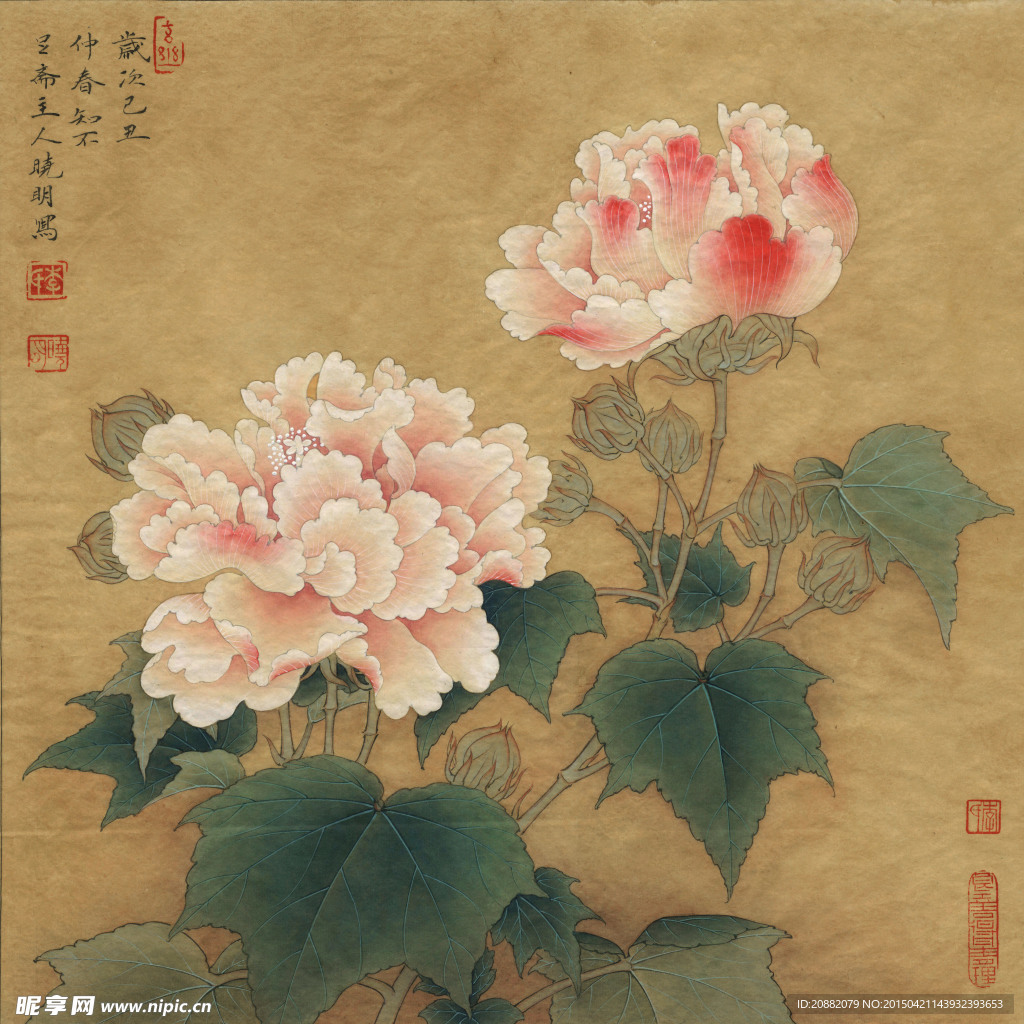 芙蓉图