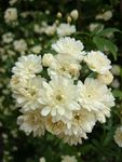 木香花