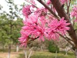 菊花桃