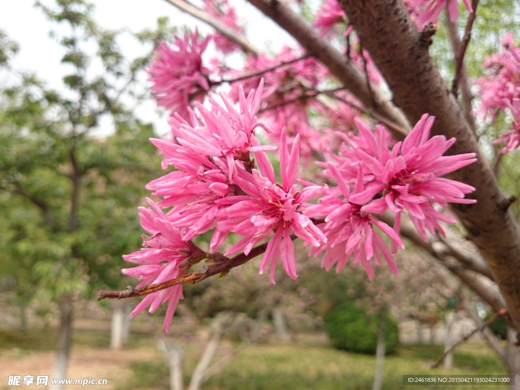 菊花桃