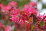 粉花