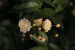 木香花