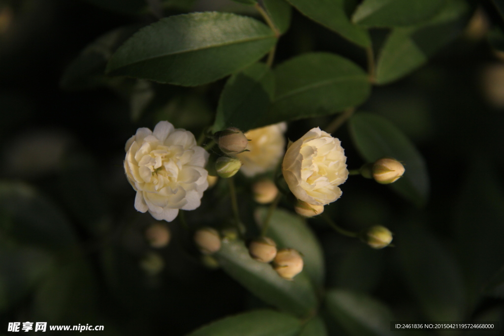 木香花