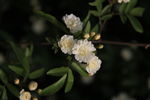 木香花开