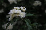 木香花