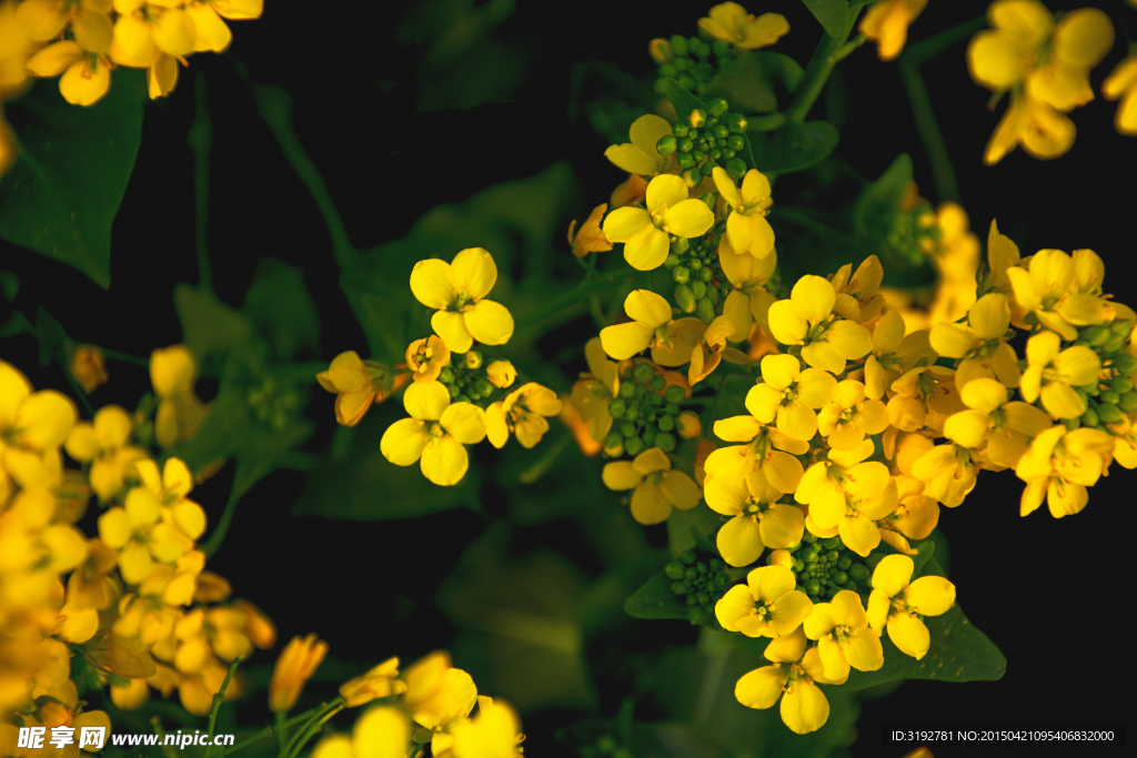 油菜花