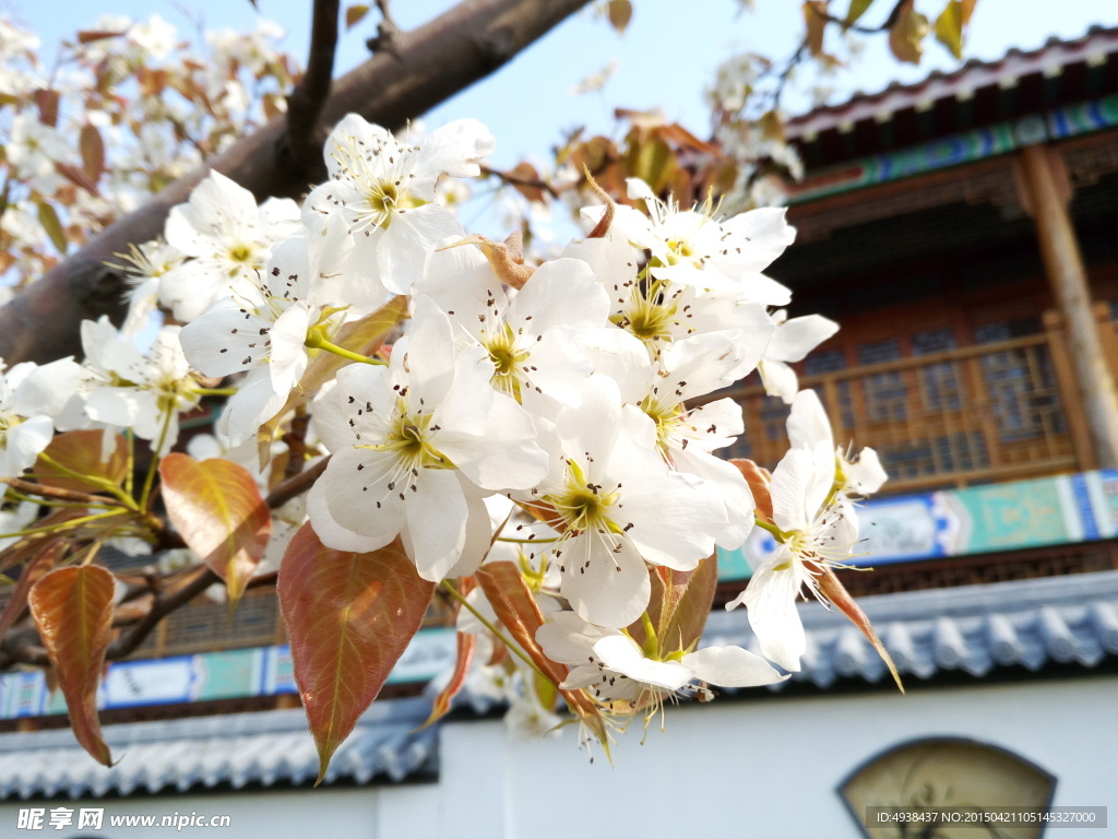 梨花