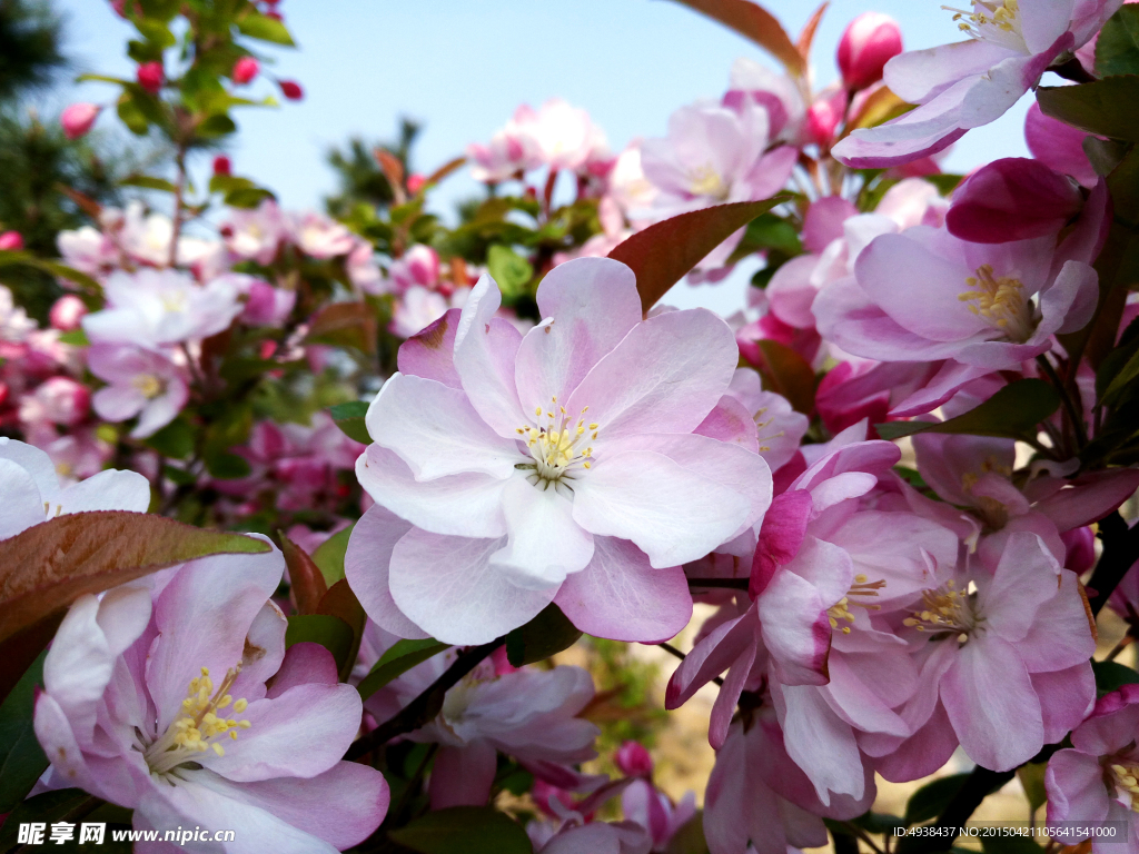 李子花