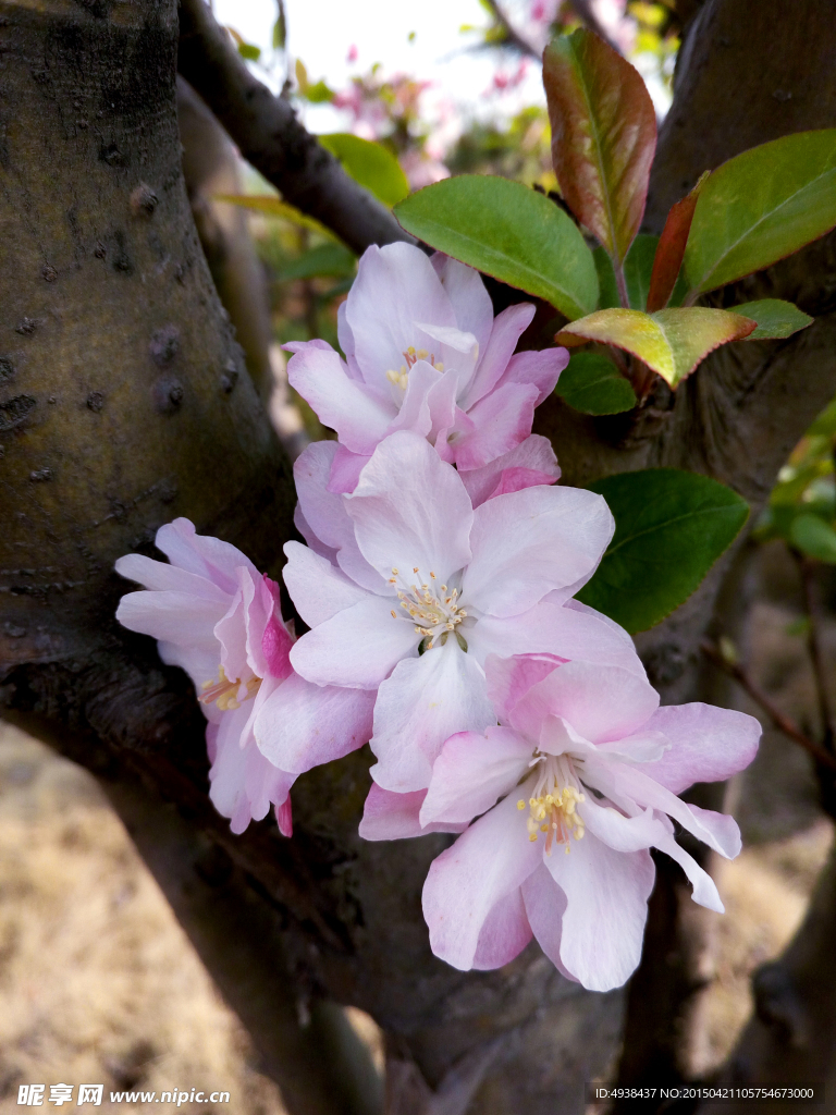 李子花